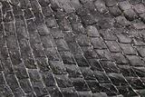 Fossil Gar (Lepisosteus) From Wyoming - Spectacular Scales! #206437-7